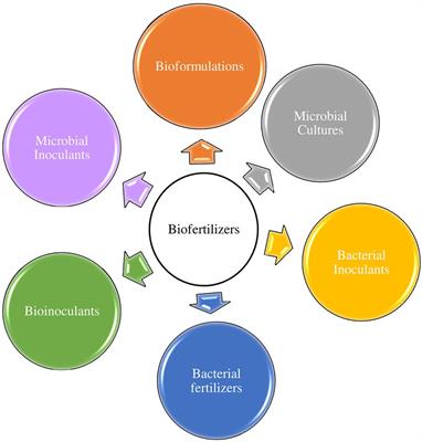 Plant growth-promoting rhizobacterial biofertilizers for crop production: The past, present, and future